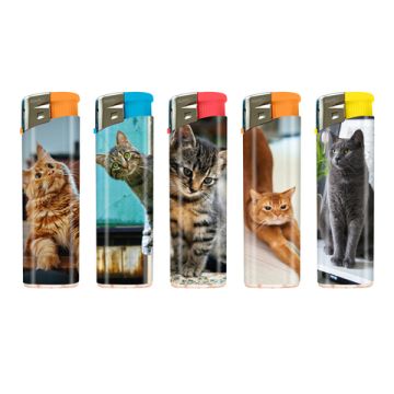 F11 Cats